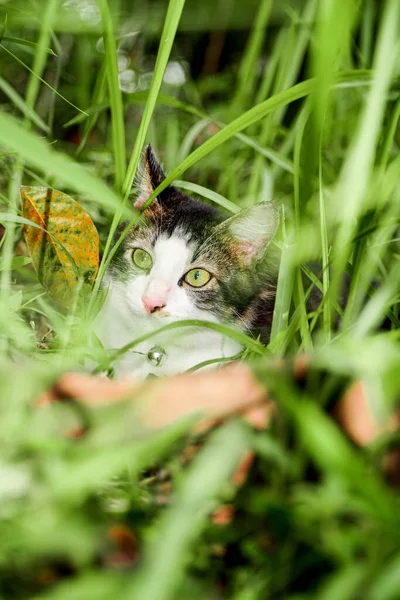 黑猫在绿草上玩耍.可爱的猫在草地上玩耍 — 图库照片