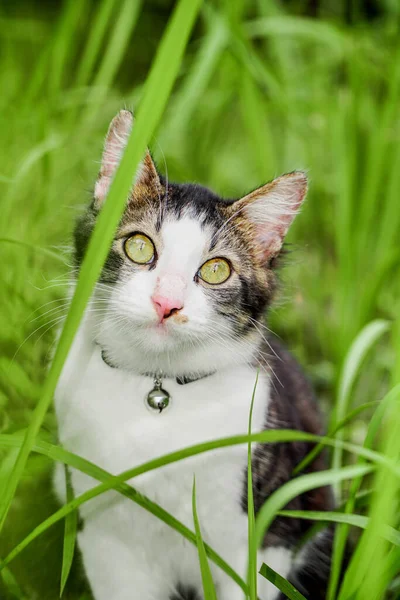 Чорний кіт грає на зеленій траві. Милий кіт грає на траві — стокове фото