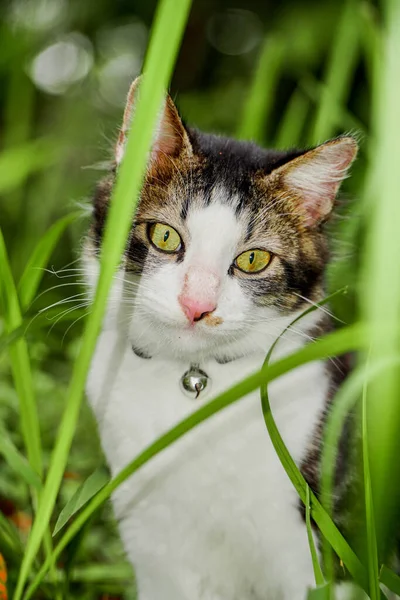 Czarny kot bawiący się na zielonej trawie. Cute kot gra na trawie — Zdjęcie stockowe