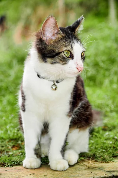 庭で遊ぶ黒と白の猫 — ストック写真