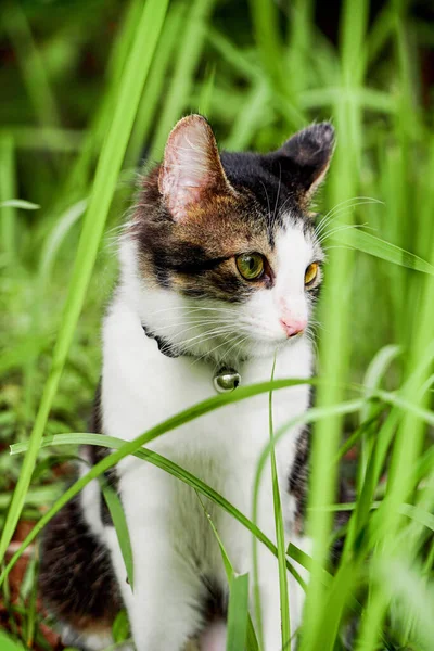 Gato preto brincando na grama verde. Gato bonito brincando na grama — Fotografia de Stock
