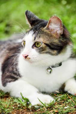 Avluda oynayan siyah beyaz kedi