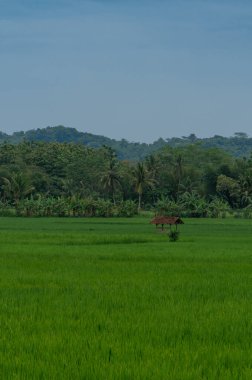 Mavi gökyüzü ile yeşil pirinç tarlalarının manzarası