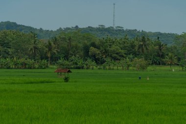 Mavi gökyüzü ile yeşil pirinç tarlalarının manzarası
