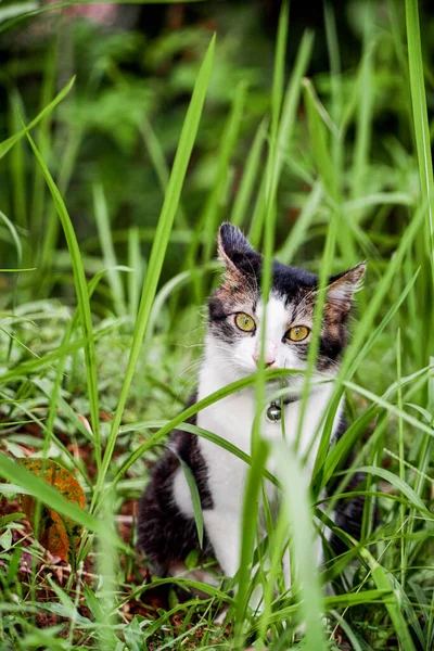 Black cat playing on green grass. Cute cat playing on the grass — Stock Photo, Image