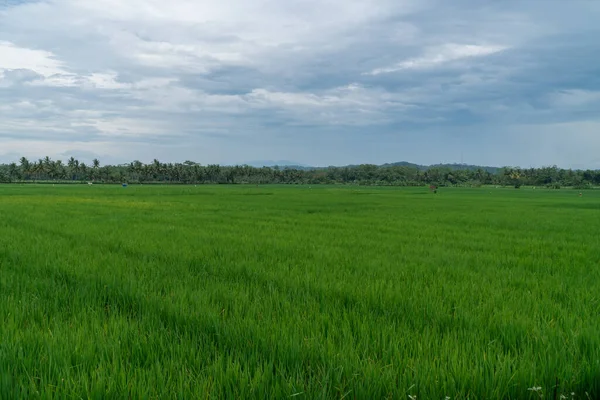 Utsikt över gröna risfält med blå himmel — Stockfoto