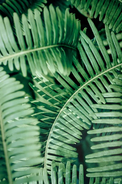 Groene bladeren tropisch bos groene planten — Stockfoto