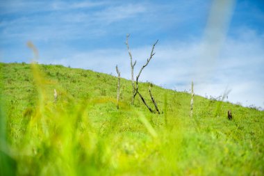Dağların üstündeki geniş yeşil çayır.