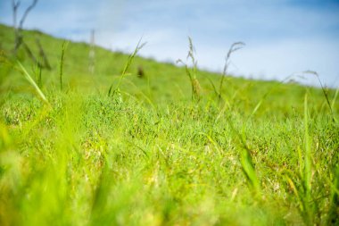 Dağların üstündeki geniş yeşil çayır.