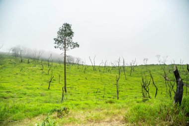 Dağların üstündeki geniş yeşil çayır.