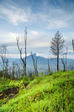 Dağların üstündeki geniş yeşil çayır.