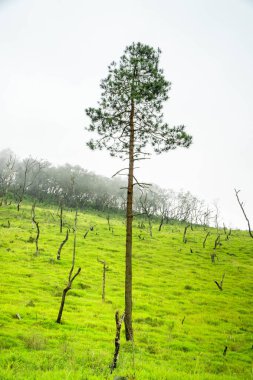 Dağların üstündeki geniş yeşil çayır.
