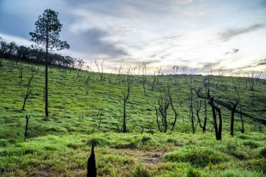 Dağların üstündeki geniş yeşil çayır.