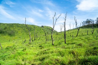 Dağların üstündeki geniş yeşil çayır.