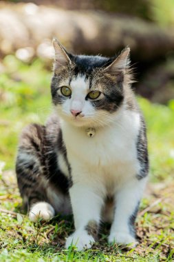 Avluda oynayan siyah beyaz kedi