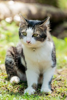 Avluda oynayan siyah beyaz kedi