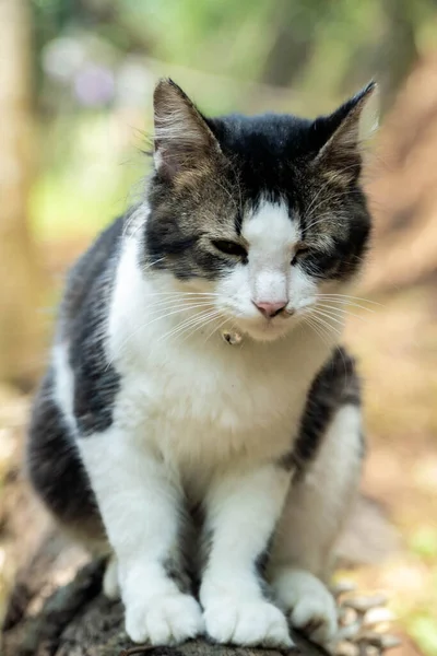 Black and white cat playing in the yard — Stock Photo, Image