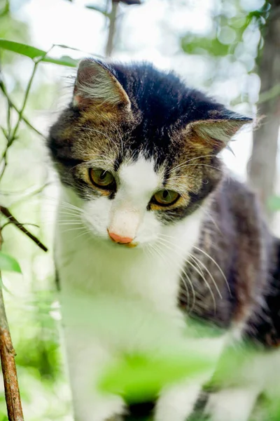 Fekete-fehér macska játszik az udvaron — Stock Fotó