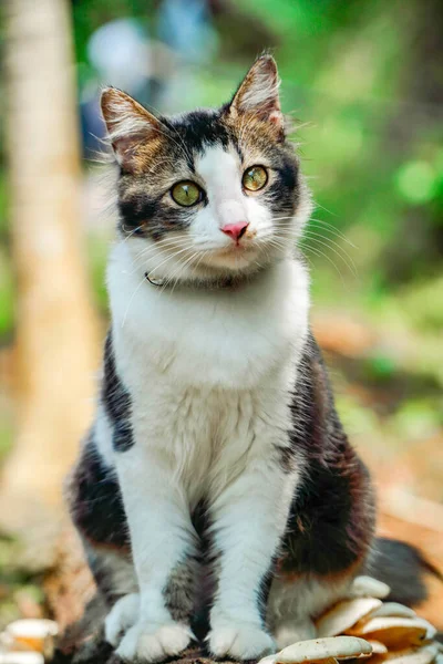 Fekete-fehér macska játszik az udvaron — Stock Fotó