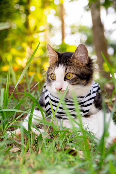 Gato bonito jogando no gramado gramado ao pôr do sol — Fotografia de Stock