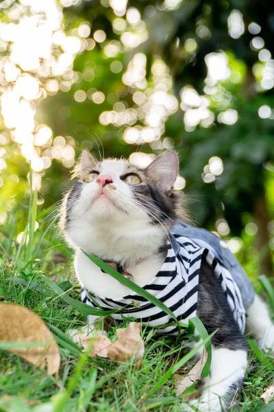 Cute cat playing on the grassy lawn at sunset — Stock Photo, Image