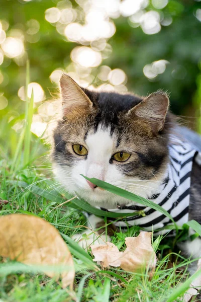 Cute cat playing on the grassy lawn at sunset — Stock Photo, Image