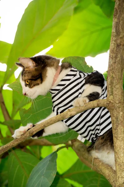 可爱的猫在树上玩耍 — 图库照片