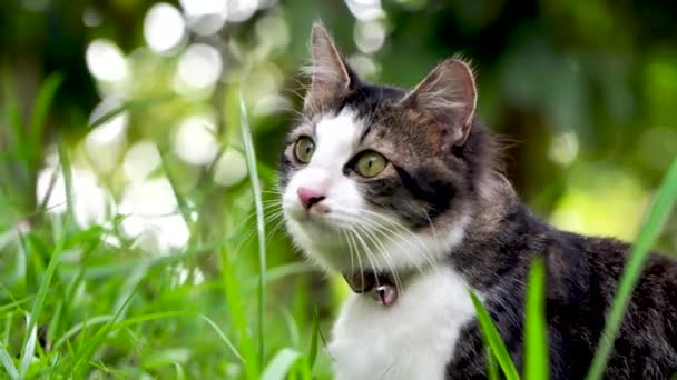 Lindo gato jugando en el césped herboso al atardecer — Vídeo de stock