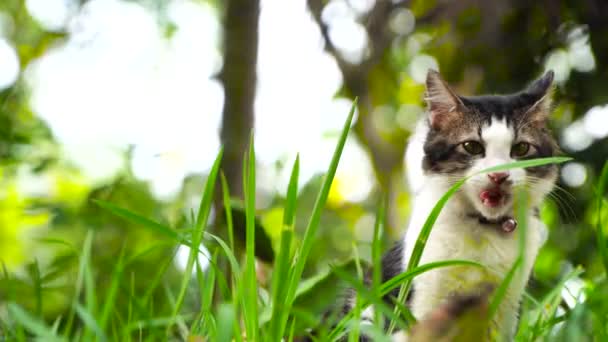 Cute pisica joc pe iarba iarba la apus de soare — Videoclip de stoc