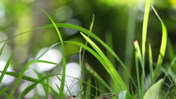 Close-up van groen gras in de tuin — Stockvideo