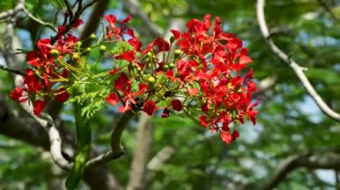 Vahşi doğada kırmızı parıldayan çiçekler