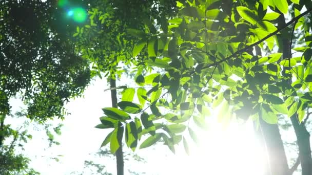 Прекрасний літній ранок у лісі. Сонячні промені прориваються крізь листя чудових зелених дерев . — стокове відео