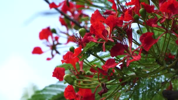 Vahşi doğada kırmızı parıldayan çiçekler — Stok video
