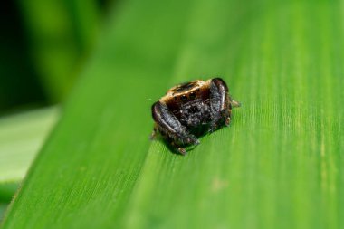 Vahşi doğada zıplayan örümcek hayvanının makro fotoğrafı.