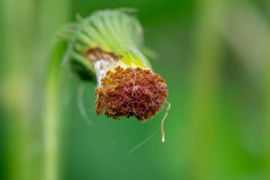 Vahşi doğadaki güzel çiçeklerin Macro fotoğrafı.