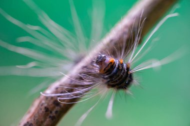 Ağaç dalındaki tırtıl bir hayvanın makro fotoğrafı.