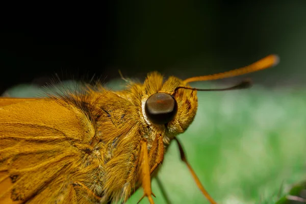 Makrofoto Eines Schmetterlings Auf Einem Blatt — Stockfoto