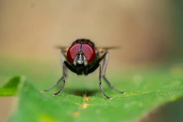 Makro Fotografie Much Divočině — Stock fotografie