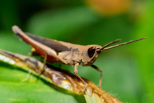 Macro Photo Brown Grasshopper Nature — Stockfoto