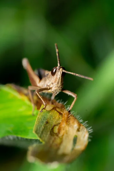 Macro Photo Sauterelle Brune Dans Nature — Photo