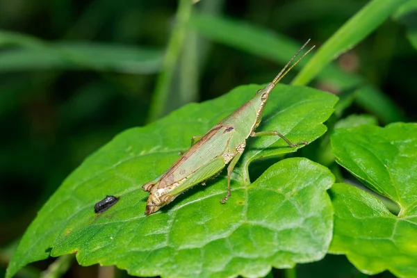 Macro Photo Chinese Grasshopper Animals Wild — Stockfoto