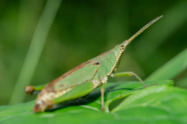 Macro Photo Chinese Grasshopper Animals Wild — Stockfoto