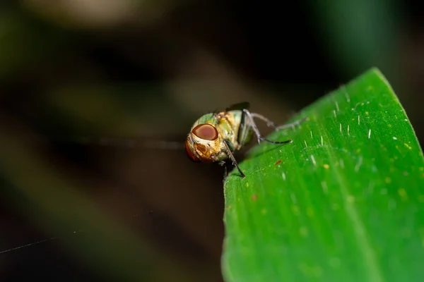 Macro Foto Moscas Naturaleza — Foto de Stock