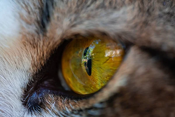 Μακροσκοπική Φωτογραφία Ματιών Γάτας Κοντινό Πλάνο Των Ματιών Της Γάτας — Φωτογραφία Αρχείου