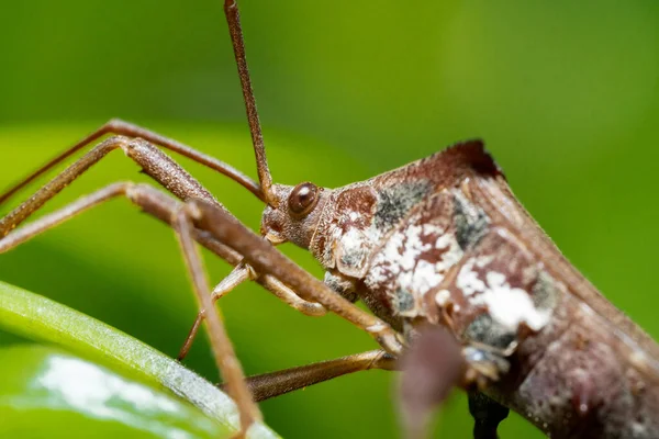 Leaf Footed Bugs animal macro photo in the wild