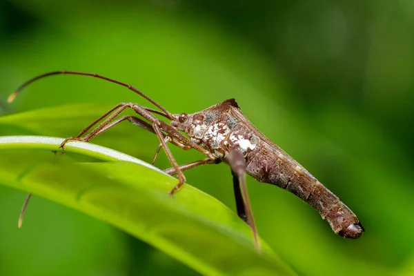 Uma Foto Macro Animais Insetos Natureza — Fotografia de Stock