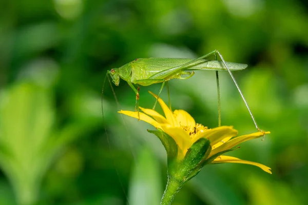 Una Foto Animal Insecto Una Flor Amarilla Naturaleza — Foto de Stock