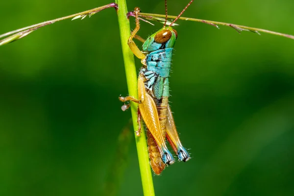 Una Macro Foto Saltamontes Naturaleza — Foto de Stock