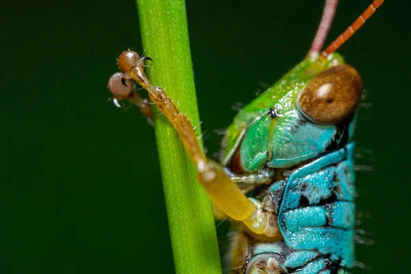 Macro Photo Grasshoppers Wild — Stockfoto