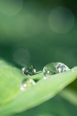 Yağmurdan sonra çekilen taro yapraklarının üzerine düşen suyun makro fotoğrafı..